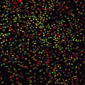 Confocal microscope image of human iPSCs that had undergone dopaminergic neuronal differentiation., These cells were labeled with DSHB antibody 4G11 (green). PMID: 36459969, Fig. 6J.